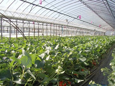 Invernadero de plástico con un cultivo extenso de fresas.