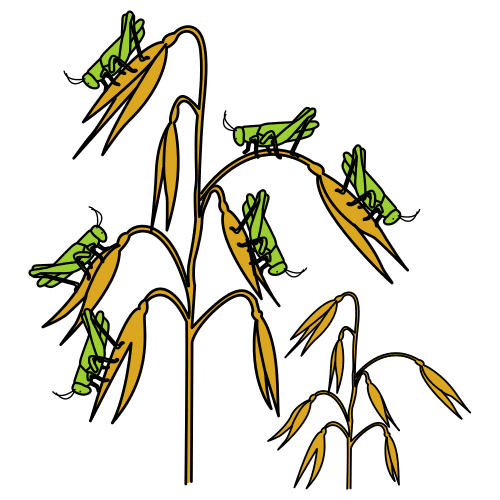 Planta de trigo con numerosos saltamontes encima de ella.