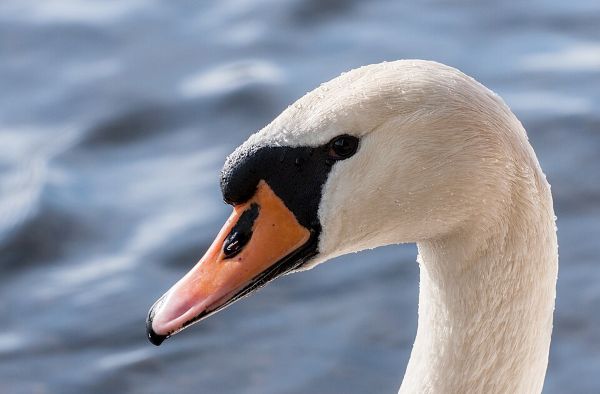 Cabeza de pato