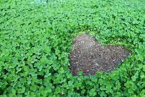 Imaxe dun xardín verde cunha pedra en forma de corazón no centro