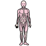 Corpo humano cos distintos músculos