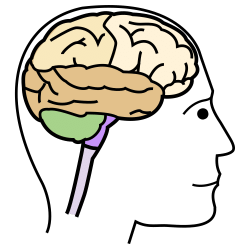 Pictograma dunha cabeza na que se ve o cerebro