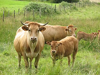 Gando. Manada de vacas pastando, Moeche.