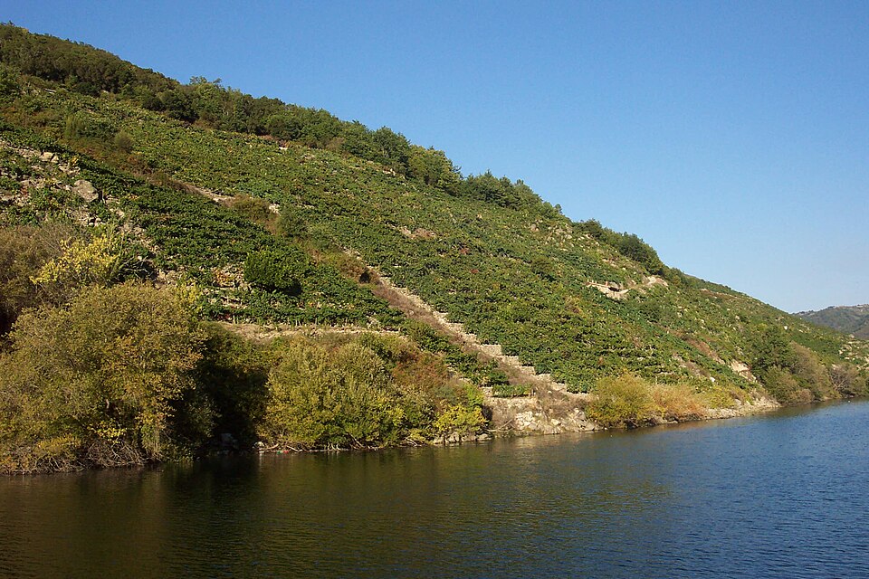 Viñedos a carón do río Sil dispostos sobre a aba do monte