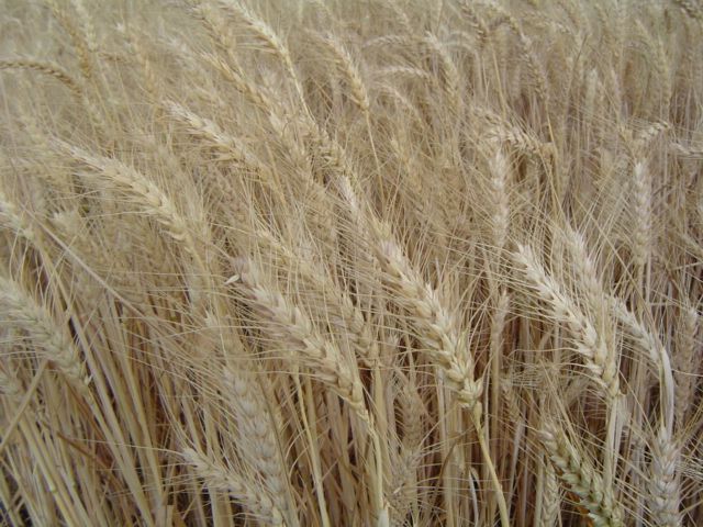 Espigas de trigo