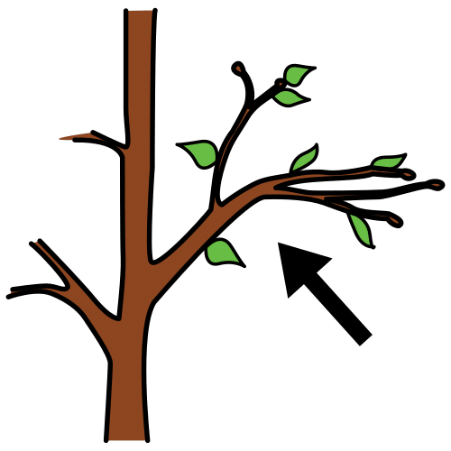 Diferentes ramas de árbol