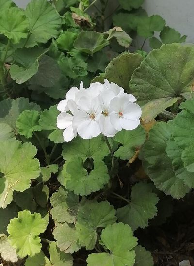 Una flor blanca bonita