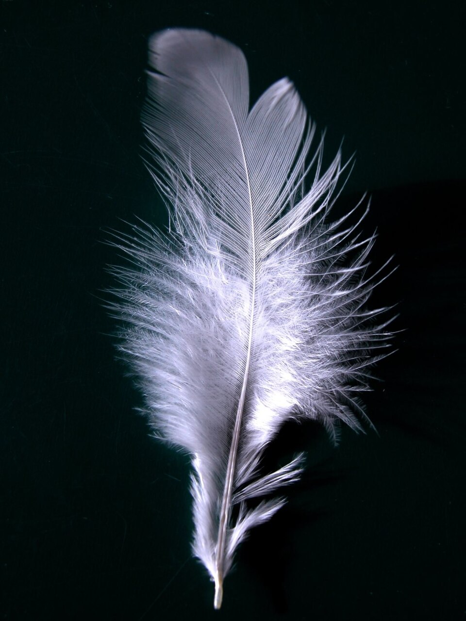 Una pluma sobre un fondo negro