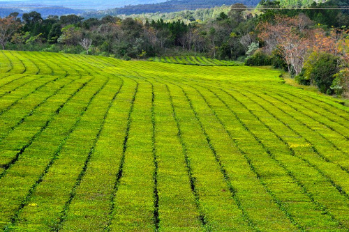 Imaxe dun cultivo extensivo.