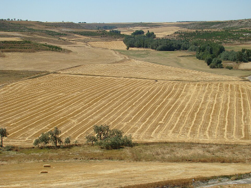 Imaxe dun campo de secaño