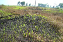 Imaxe dun bosque queimado para poder plantalo