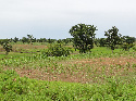 Imaxe dun campo tropical dedicado ao cultivo de trigo