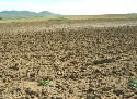Imaxe dun campo a barbeito.
