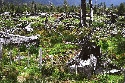 Fotografía dun espazo de bosque deforestado.