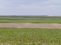 Imaxe dun openfield
