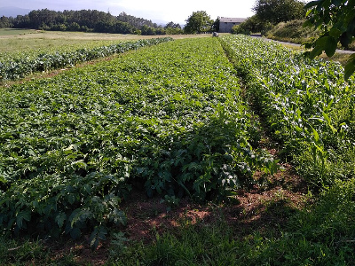Imaxen dun campo de cultivo.
