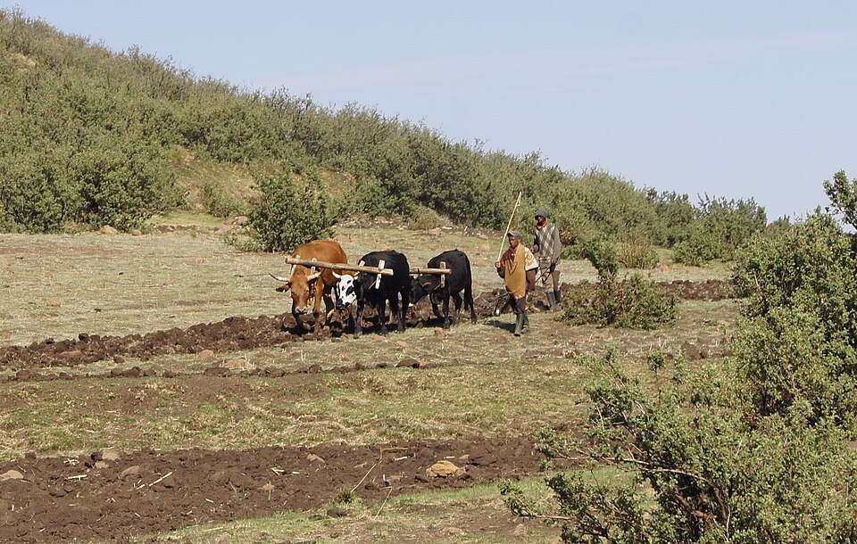 Fotografía de agricultores en Lesotho cun arado tradicional