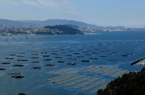 Imaxe de bateas na ría de Vigo.