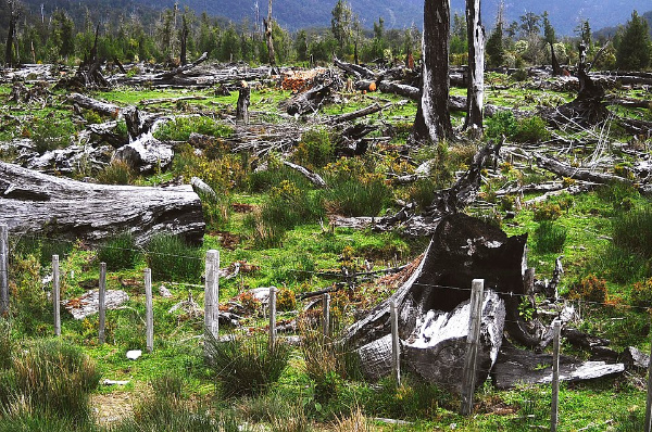 Imaxe dun bosque deforestado para convertilo en pastizal.