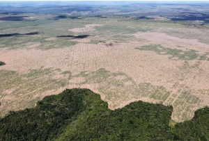 Imaxe que mostra a deforestación na selva amazónica debida á explotación forestal ilegal.