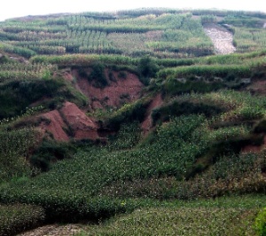 Imaxe que mostra a erosión do solo nun terreo agrícola.
