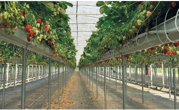 Imaxe dun cultivo hidropónico