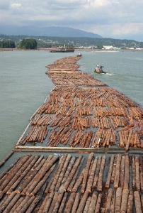 Imaxe de troncos transportados flotando no río en Canadá