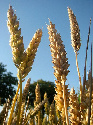 A imaxe reflicte un cultivo de trigo.