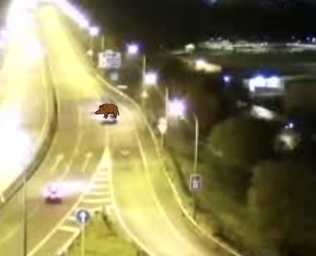 Imagen de camara de vigilancia de la autopista que muestra el coche 1 y el jabalí