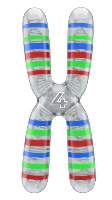 Cromosoma 4 (cREAgal) Cromosoma 4