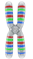 Cromosoma 5