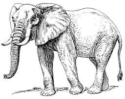 Elefante em branco e negro