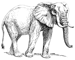 Elefante en branco e negro