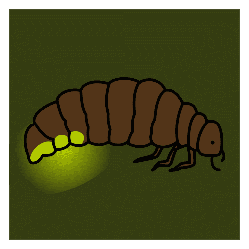 Debuxo dun vagalume, insecto que pode emitir luz