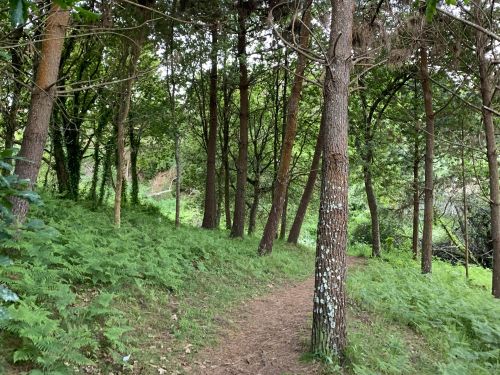 Bosque Mogor (cREAgal) Conjunto de árboles con vegetación alrededor.