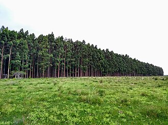 Plantación forestal de eucaliptos vista desde un lateral.