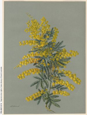 Fotografía dunha mimosa. Planta de flores amarelas con forma de pequenas bolas.