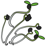 Planta alfalfa que ten brotes. 