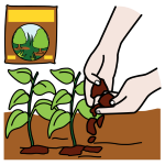 Unha planta crece unha vez que se colocaron as sementes. 