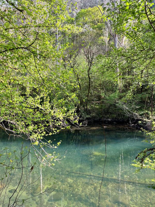 Parte dun río e arboredo nas Fragas do Eume