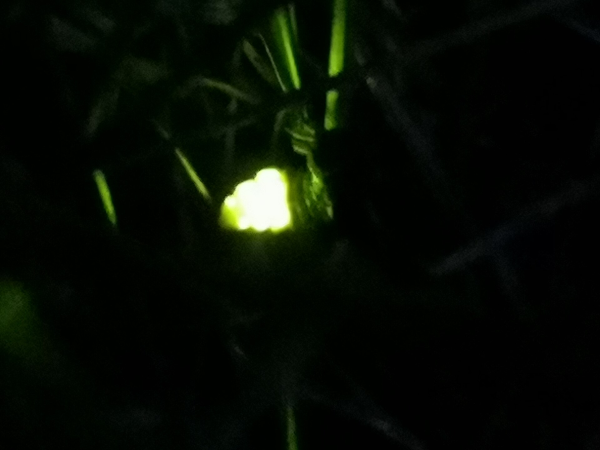Unha luz de cor verde relucente na escuridade