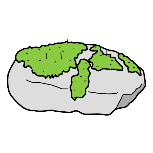 Imaxe dunha especie de manto verde vexetal pegado a unha pedra.