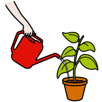 Unha regadeira botando auga sobre unha planta.