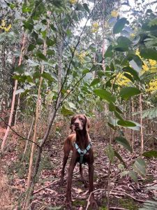 Bosque con eucaliptos e mimosas