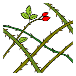 Imaxe de varias plantas, algunhas con espiñas.