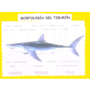 Estudo da morfoloxía do tiburón