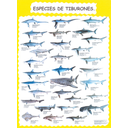 Especies de tiburóns