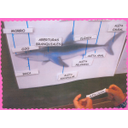 Traballo do sistema de escritura