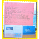 Panel do tiburón branco