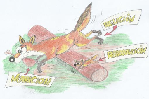 Funcións seres vivos